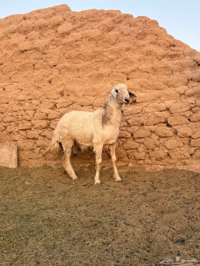 للبيع طلي حري مغلق 3