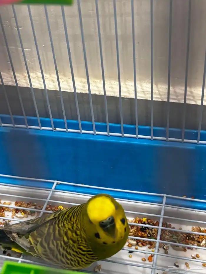 عصفور للبيع 1