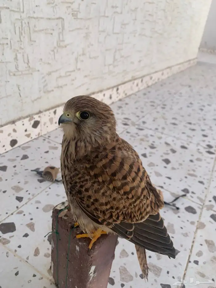 باشق للبيع سليم من جميع مرض يهد على دخله وعلى قمريه ينقز 2