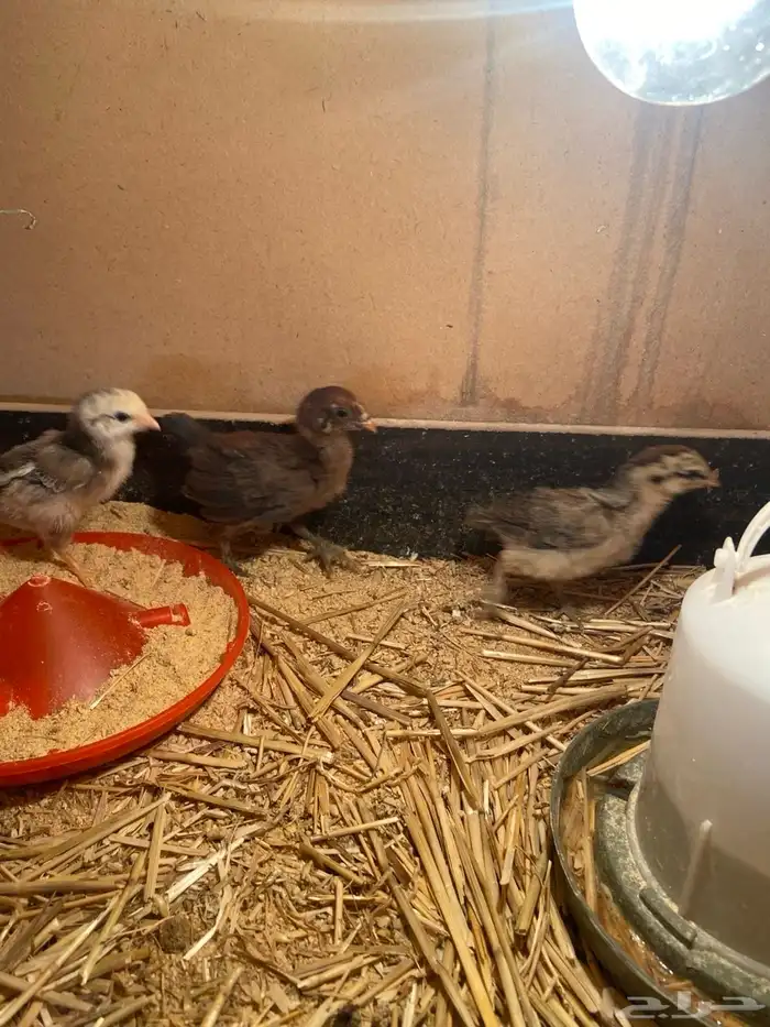 صوص بلدي تم البيع 2