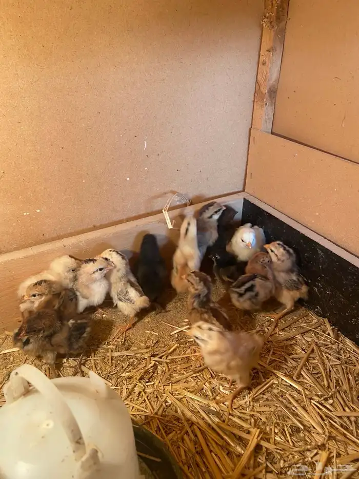 صوص بلدي تم البيع 0