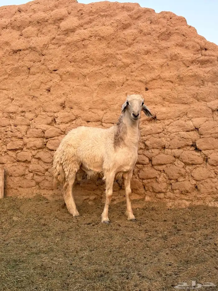 للبيع طلي حري مغلق 4