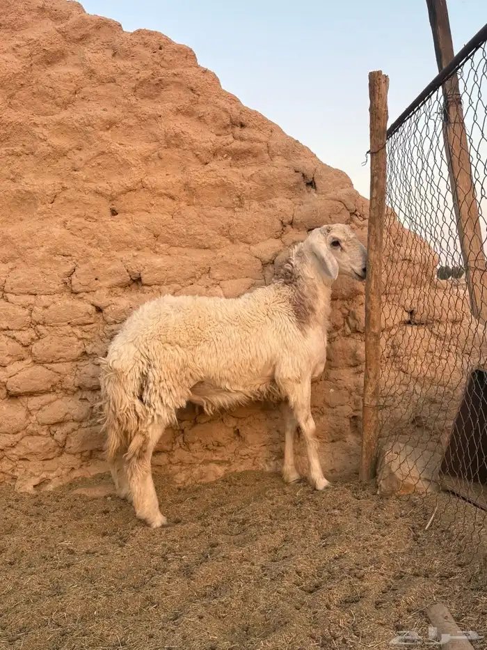 للبيع طلي حري مغلق 2