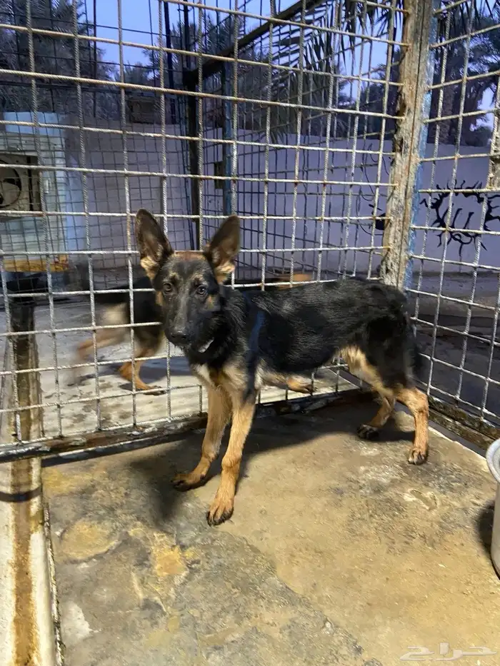 كلب جيرمان ذكر و أنثى 0