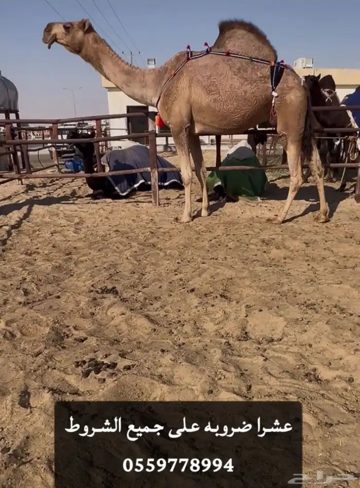 حمرا عشرا وشعلا عجم 0