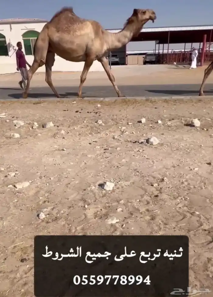 حمرا عشرا وشعلا عجم 1