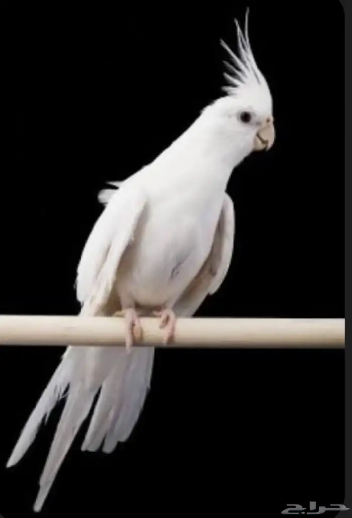 كروان البينو 0