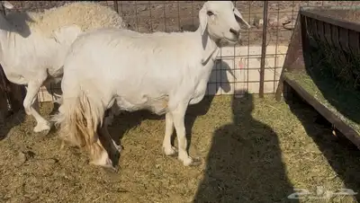 للبيع نعجه فل الفل شحم ظهر وطرف 0