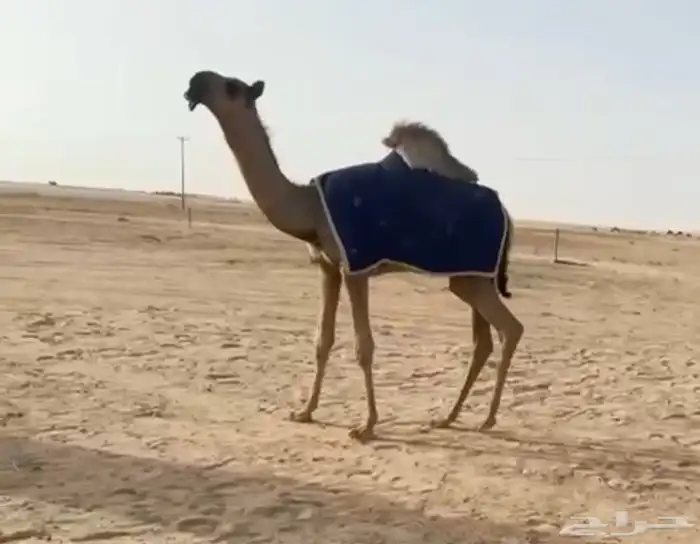 لقحه حمراء مجهيم مننتج ولدها قريب 1