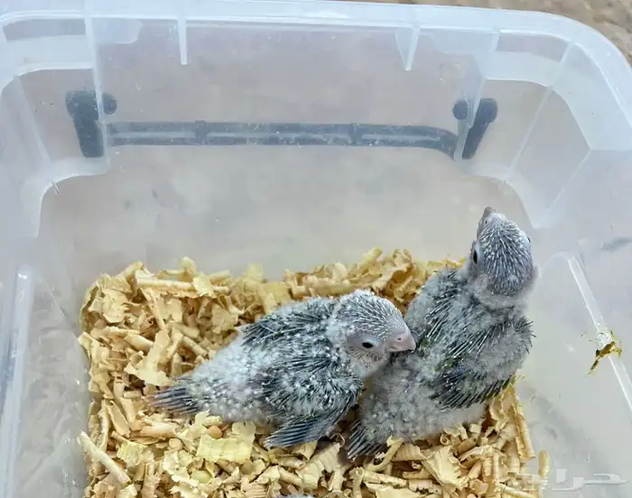 فروخ كنيور اناناس تقبل الغر 0