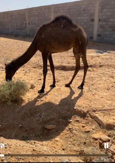 عشاير تحتها بكار index