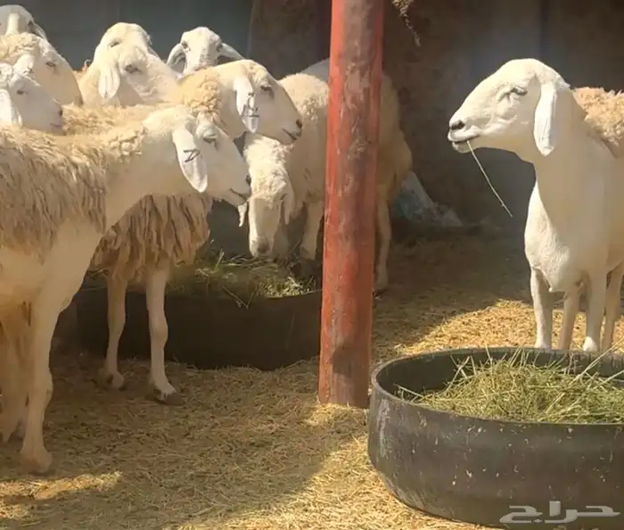 ضان ورخال حريات حرش فاخرة 8