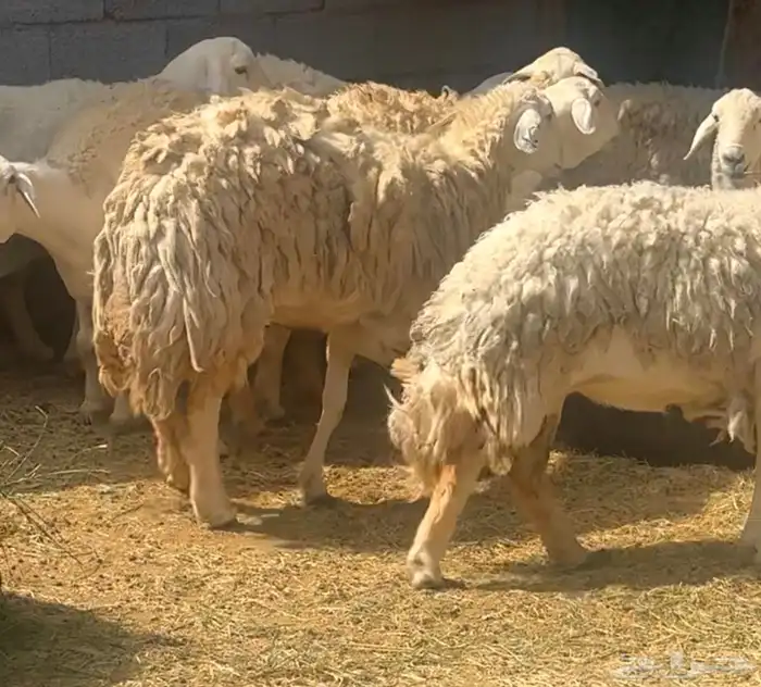 ضان ورخال حريات حرش فاخرة 5