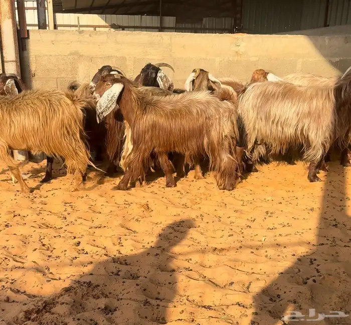 مراح ماعز مصريات اصل تم البيع 2