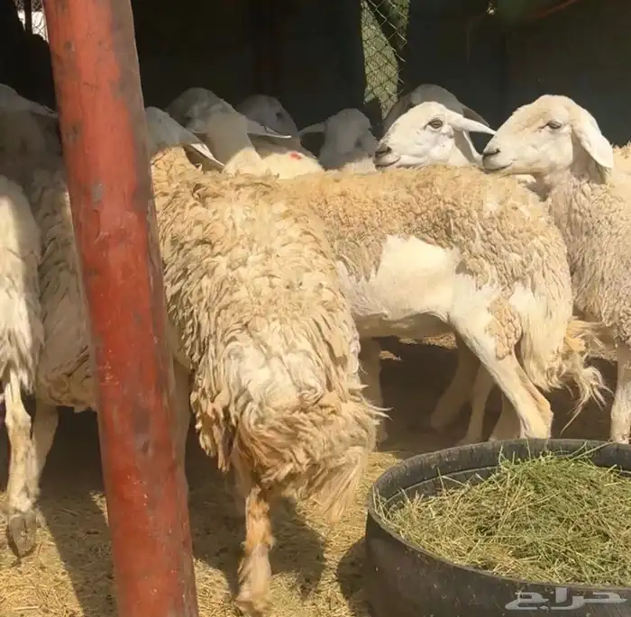 ضان ورخال حريات حرش فاخرة 1