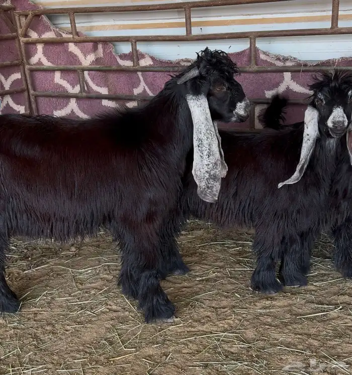 جفرات عوارض صنف 0