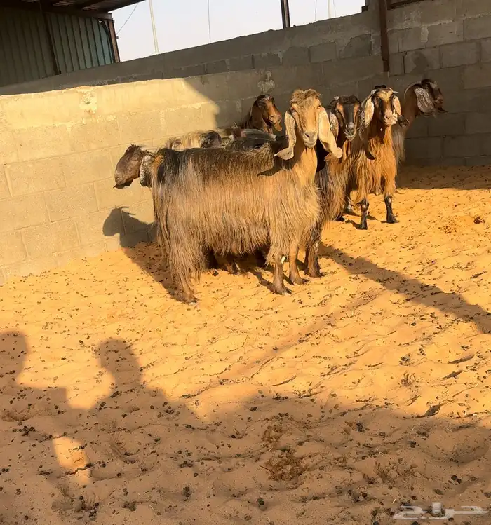 مراح ماعز مصريات اصل تم البيع 0