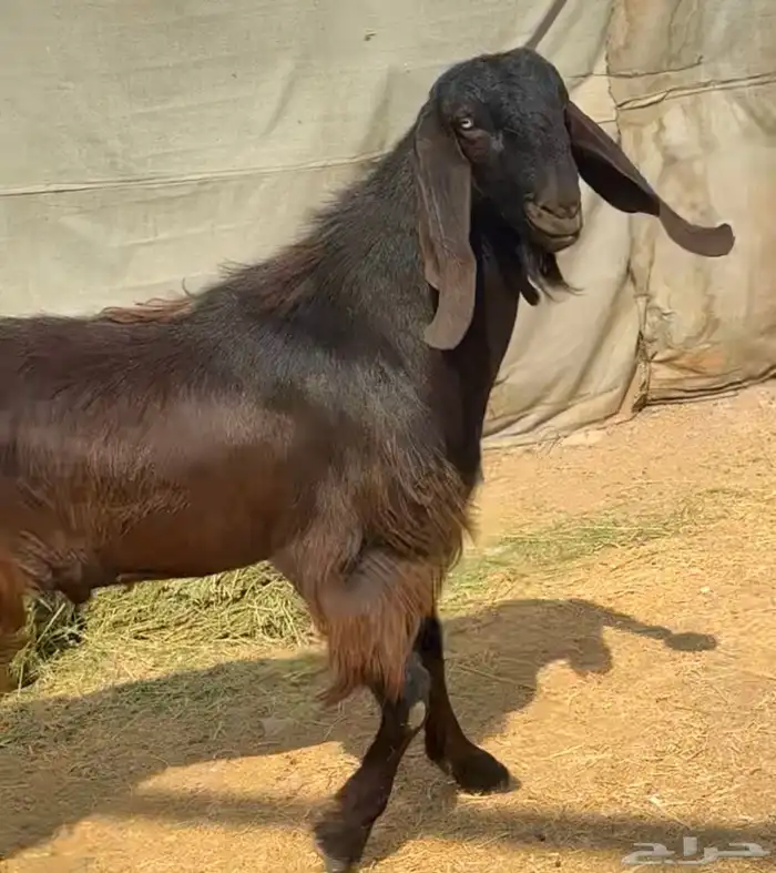 فحل قبرصي صغير سن فاخر 2