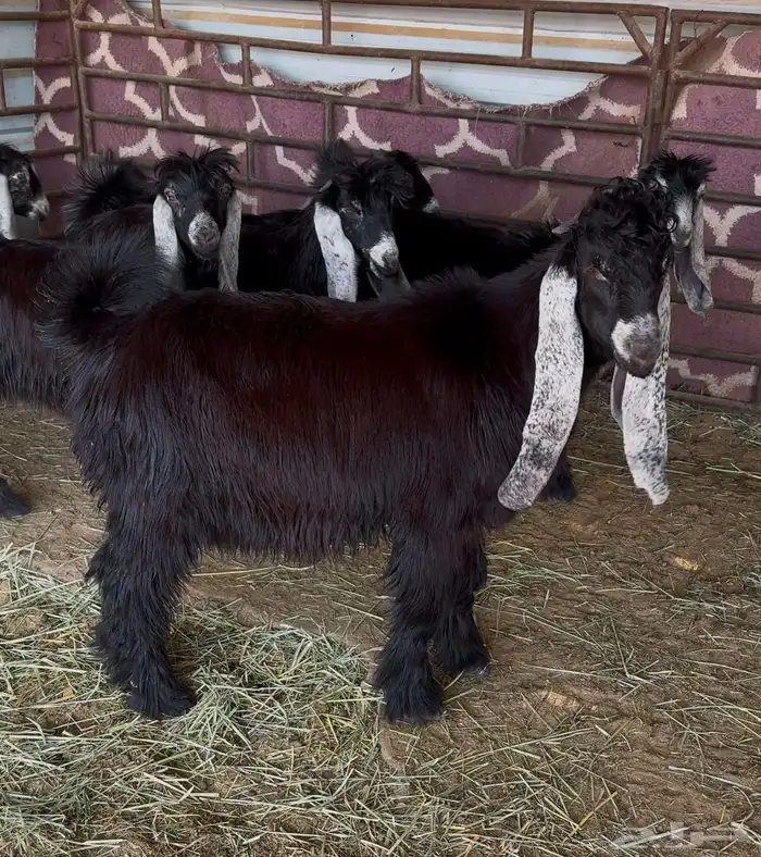 جفرات عوارض صنف 1