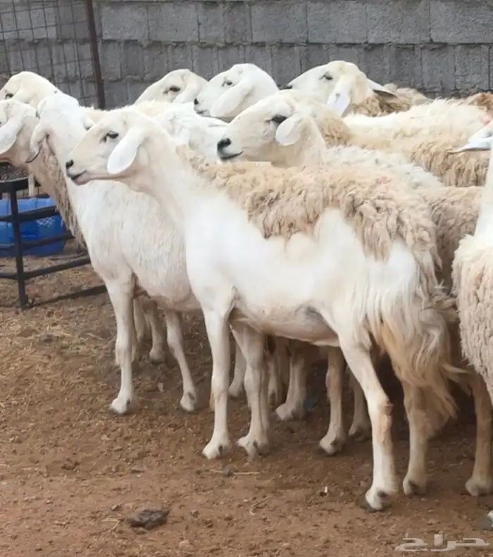 ضان ورخال حريات حرش فاخرة 6