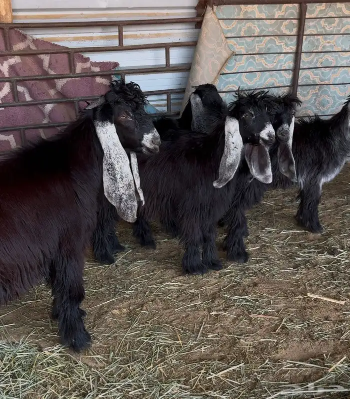 جفرات عوارض صنف 3