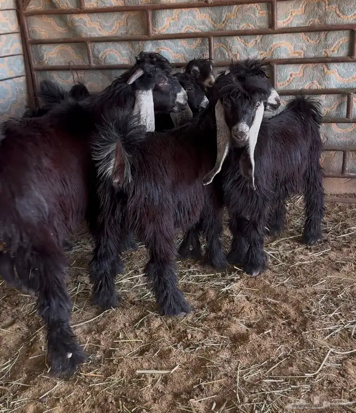 جفرات عوارض صنف 4