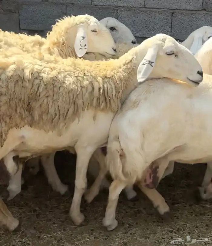 ضان ورخال حريات حرش فاخرة 20