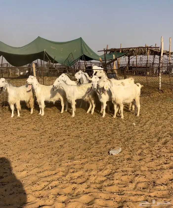 ماعز مصريات اصل 0