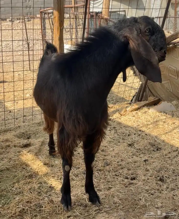 فحل قبرصي صغير سن فاخر 4