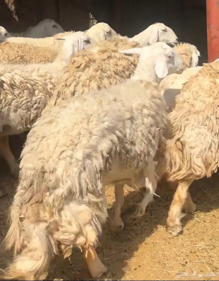 ضان ورخال حريات حرش فاخرة 15