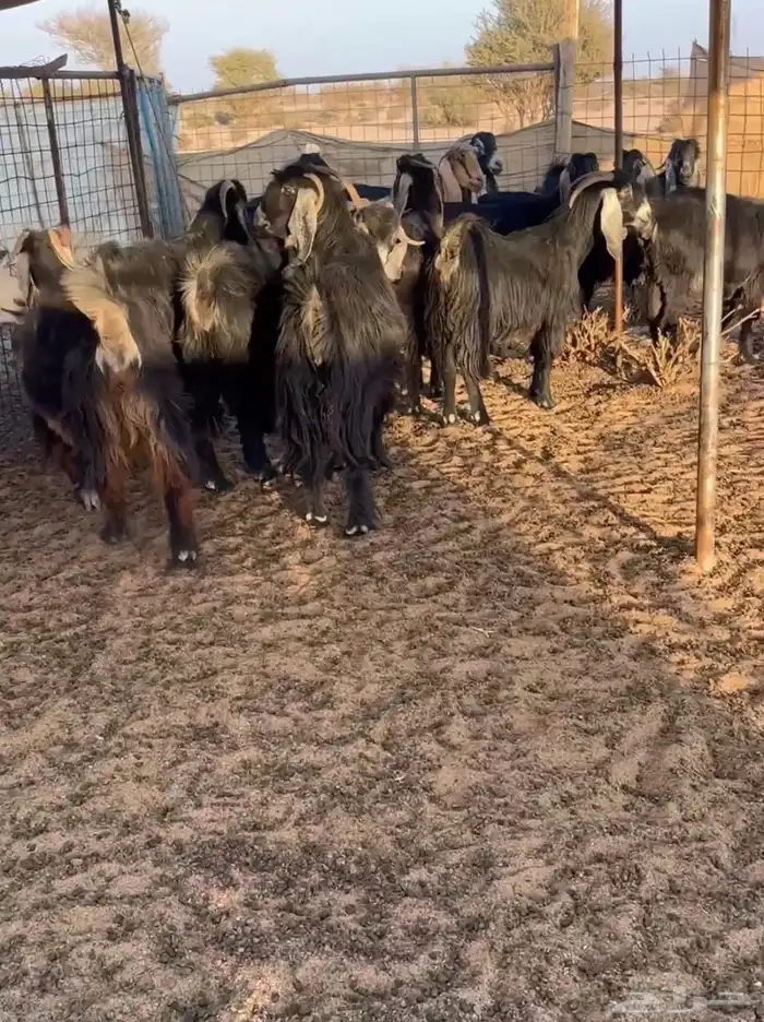 معزاء عوارض 2