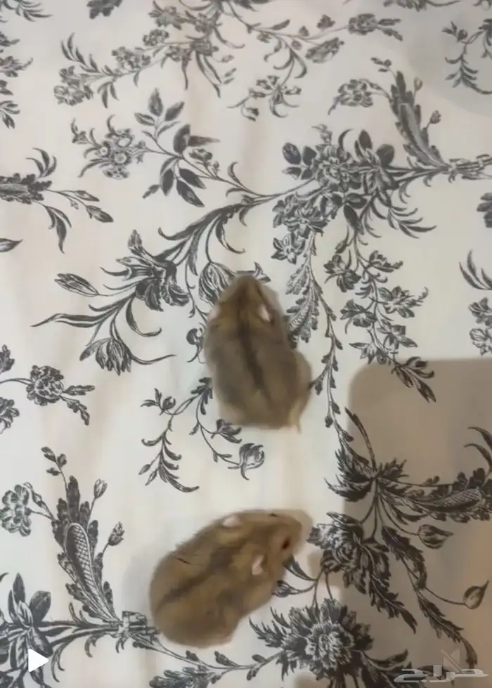 زوج هامستر روسي ونتر وايت منتج 1