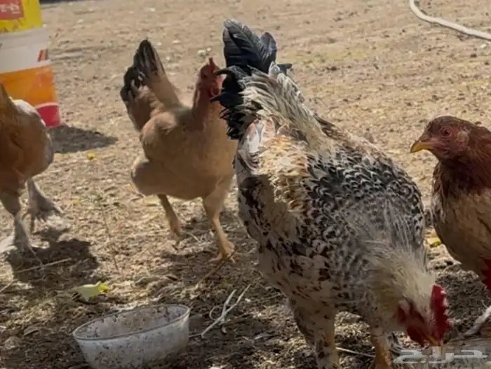 ثلاثة أزواج مهجن مع براهما فاخر من الآخر 19