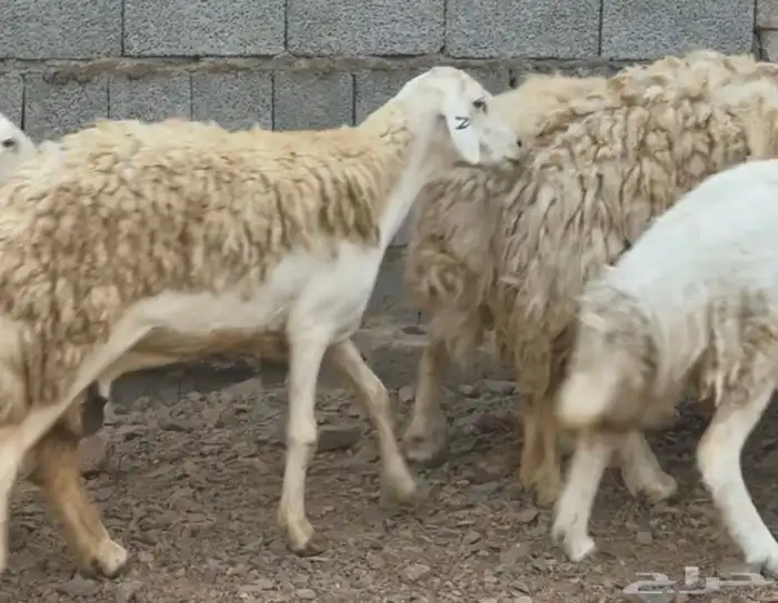 ضان ورخال حريات حرش فاخرة 22