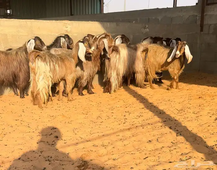 مراح ماعز مصريات اصل تم البيع 1