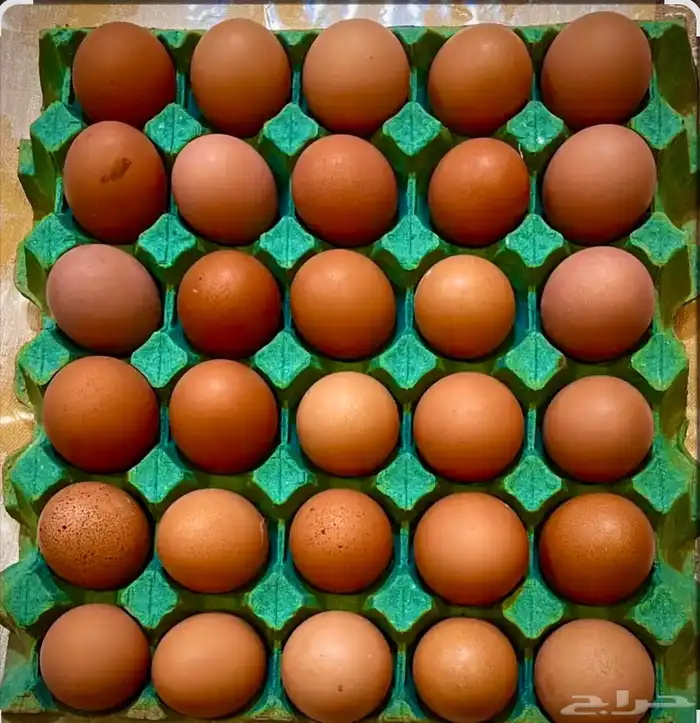 لوهمان براون الماني بيور دم صافي مستورد 7