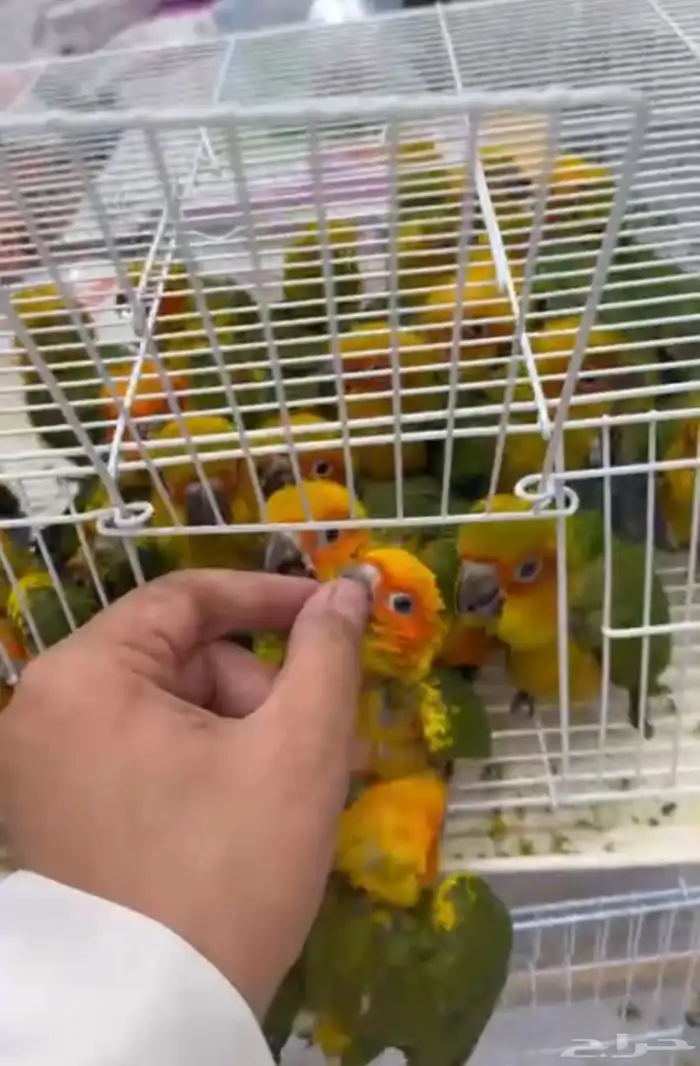 فروخ صن كنيور 499 ريال للحبة 1