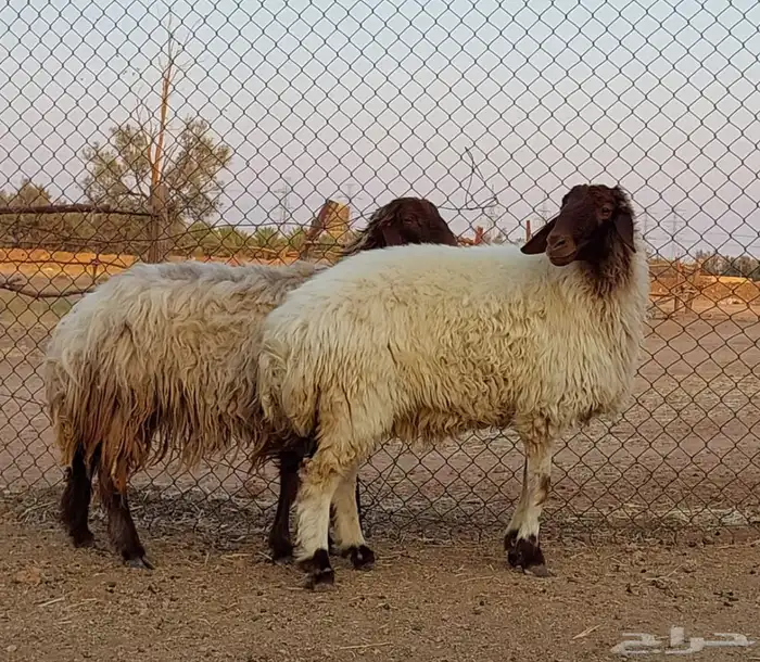 بيعن الله يبارك له ثنوات دفيع 0