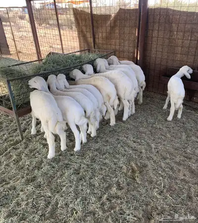 بهم تربيه طليان حري index