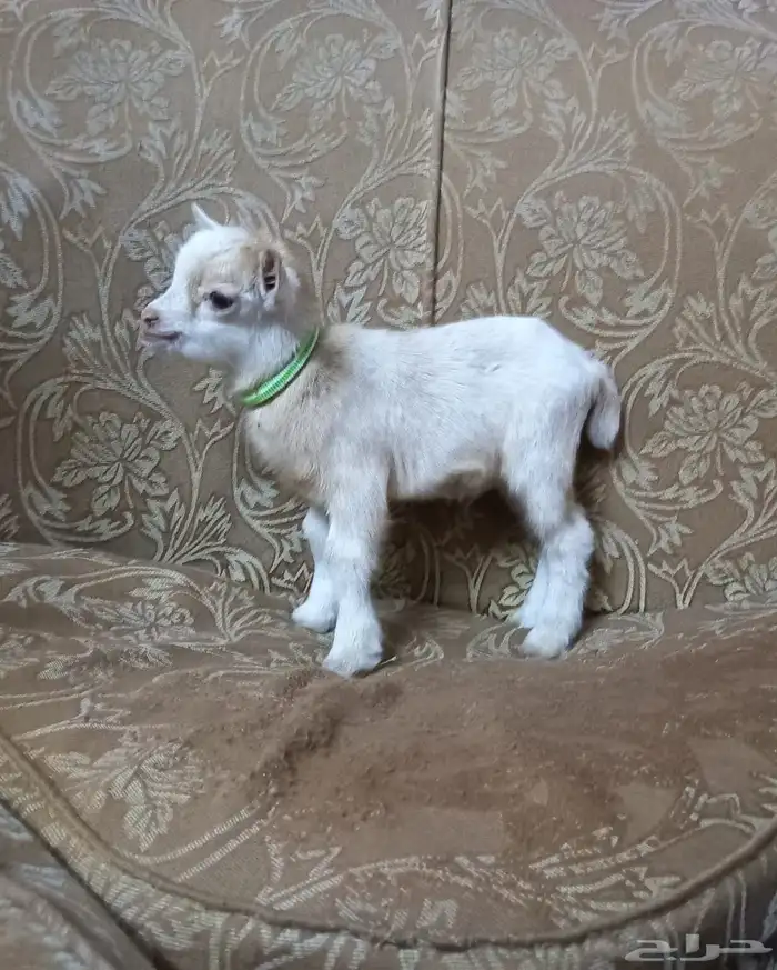 ماعز قزم حلو لعوب 2