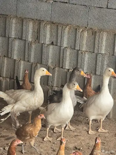 أربع حبات وز بلدي index