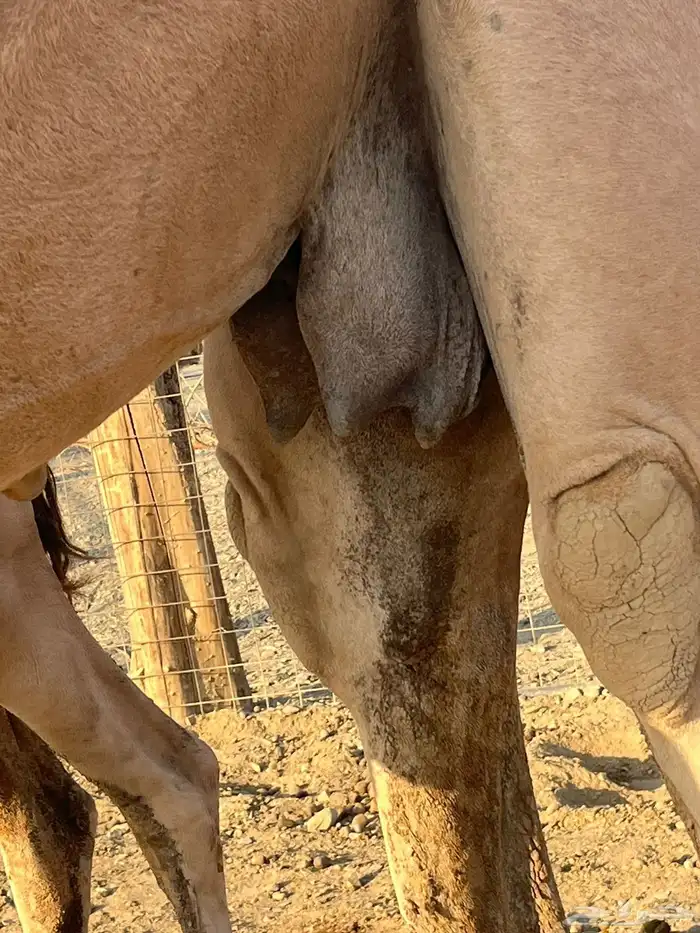 بكره طيبه مزيونه 6