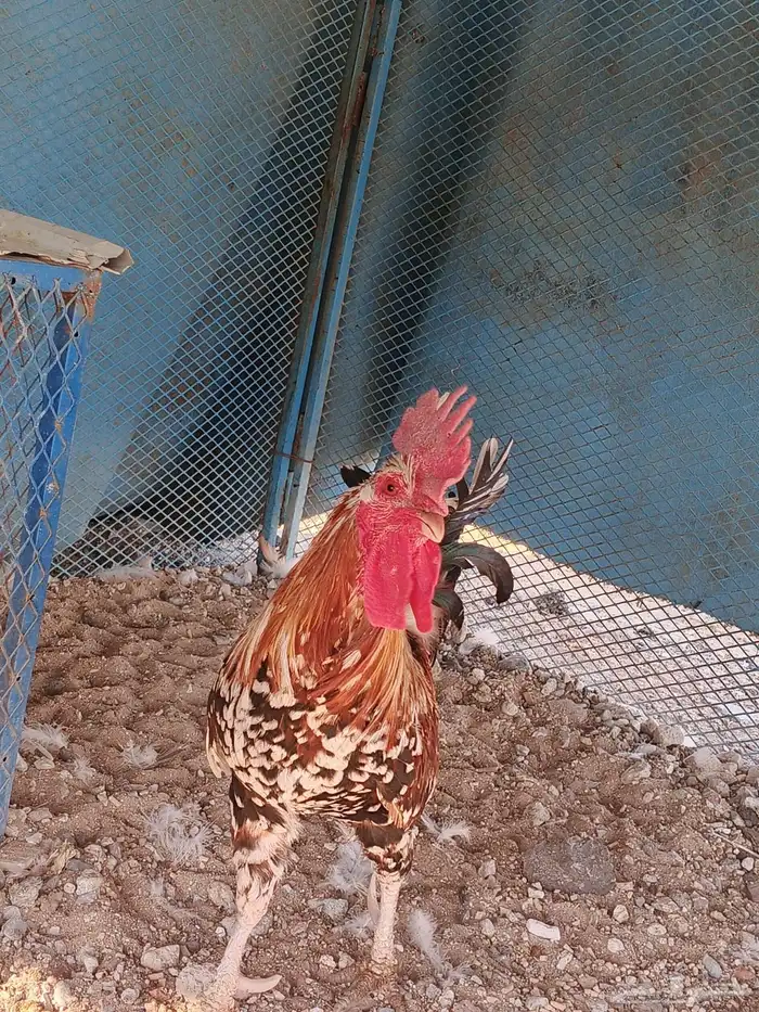 ديك ماكنتوش للبيع 1