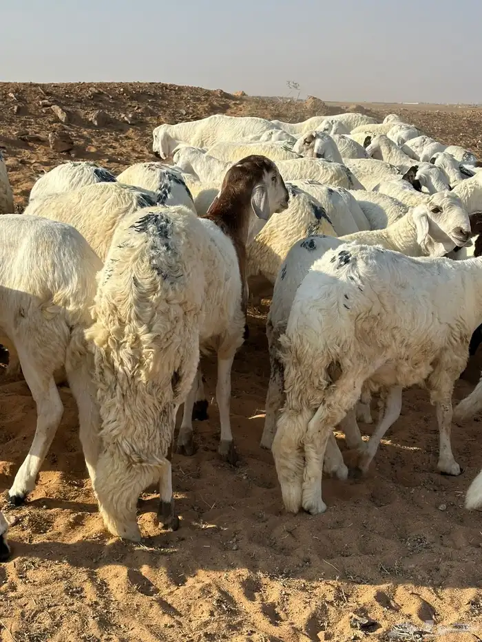 للبيع طليان سواكن 8