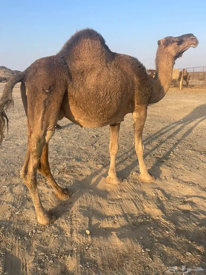 ناقه حمراء لقحه 5