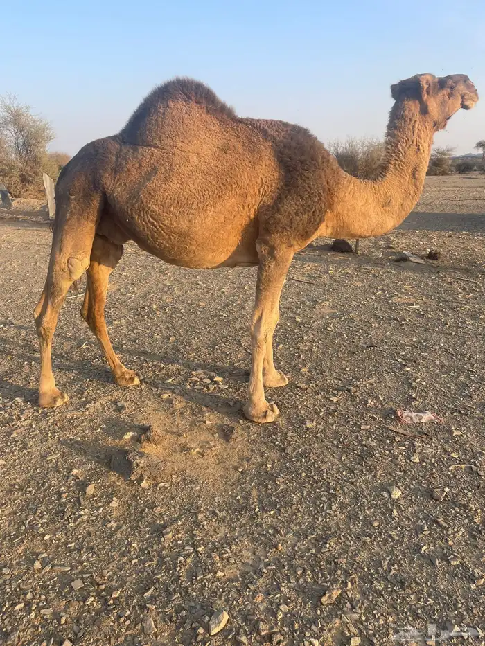 ناقه حمراء لقحه 2