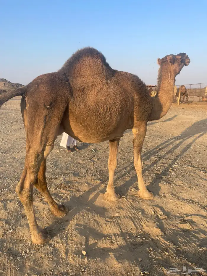 ناقه حمراء لقحه 0