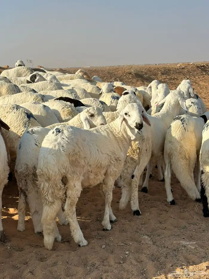 للبيع طليان سواكن 0