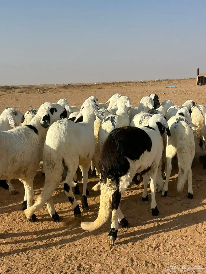 للبيع طليان سواكن 6