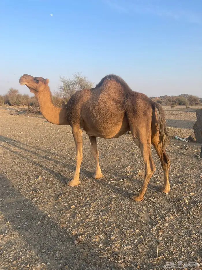 ناقه حمراء لقحه 1